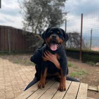 Rottweiler cucciola pedigree