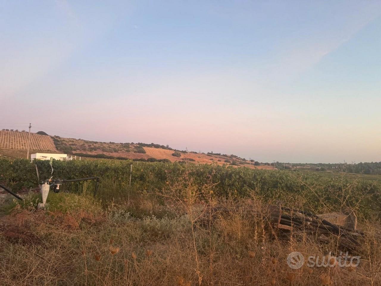 Vigneto a serdiana loc. modolo 10 ettari - Altro