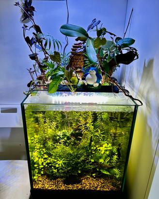 Acqaurio cubo completo 55lt