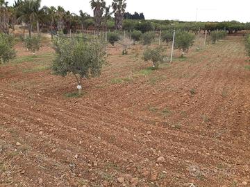 Terreno con oliveto