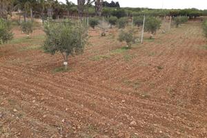 Terreno con oliveto