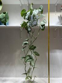 Pianta scindapsus pictus trebie