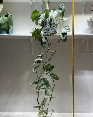 Pianta scindapsus pictus trebie