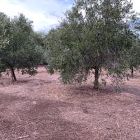 ULIVI  50 di 15 anni UNICO BLOCCO