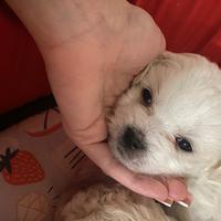 Cuccioli di maltese disponibili da marzo