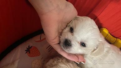 Cuccioli di maltese disponibili da marzo