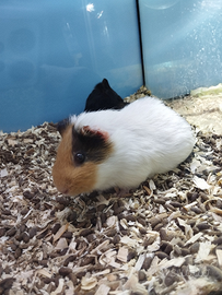 Porcellini d'india baby