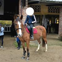 Pony FISE salto ostacoli perfetta per brevetti