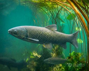 0fferta Carpe Amur (carpa erbivora) da laghetto