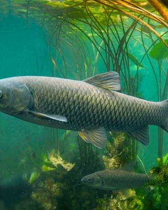 0fferta Carpe Amur (carpa erbivora) da laghetto