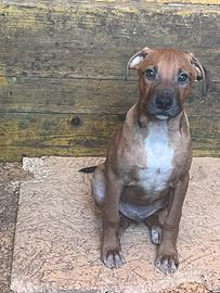 Cuccioli pitbull