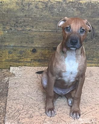 Cuccioli pitbull
