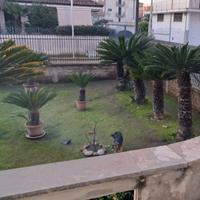 Cycas