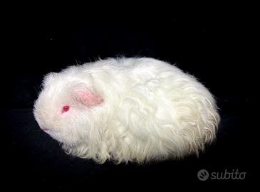 Porcellini d'india a pelo riccio