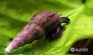 Gli spazzini dell' acquario. STOP ALLE ALGHE
