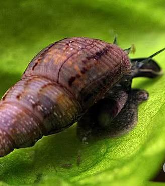 Gli spazzini dell' acquario. STOP ALLE ALGHE