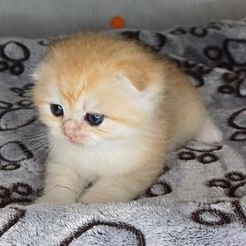 Scottish Fold e Straight