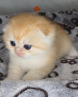 Scottish Fold e Straight