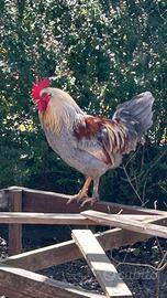 Gallo Oliver Egger x Robusta Maculata giovane