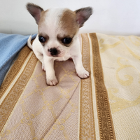 Cuccioli di chihuahua