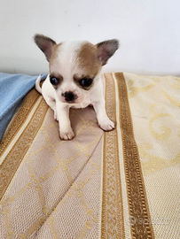 Cuccioli di chihuahua