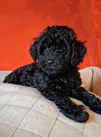 Barboncino Toy nero con test genetici
