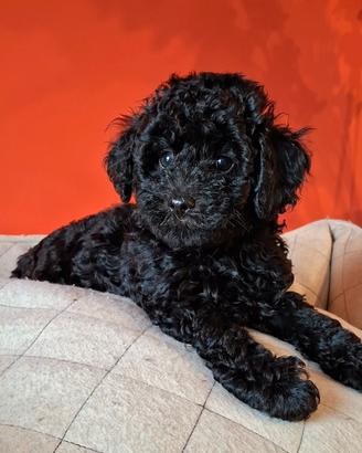 Barboncino Toy nero con test genetici