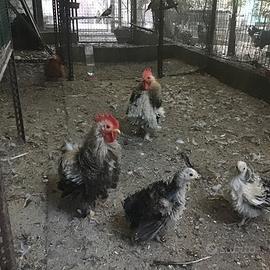 Trio polli Cocincine nane