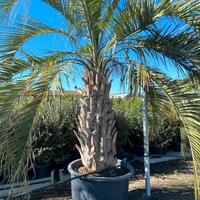  butia capitata