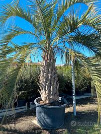  butia capitata