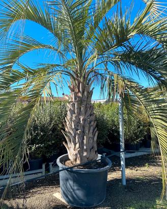  butia capitata