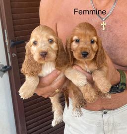 Cocker spaniel maschi e femmine