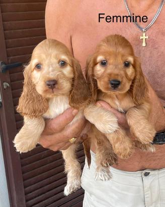 Cocker spaniel maschi e femmine