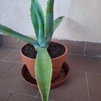 Pianta di Agave americana in vaso di terracotta