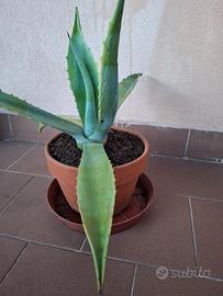 Pianta di Agave americana in vaso di terracotta