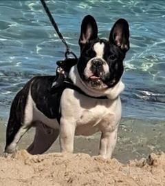 Bulldog francese
