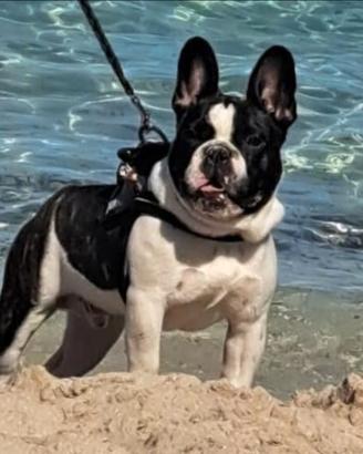 Bulldog francese