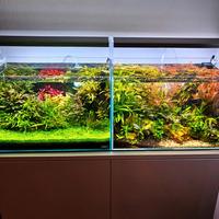 Acquari vetro extrachiaro Ada e Viv 