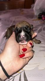 3 cucciolotte da addottare