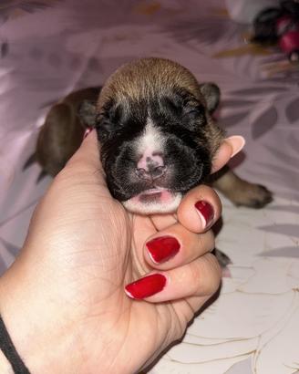 3 cucciolotte da addottare