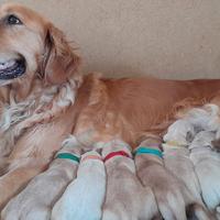 Splendidi cuccioli Golden Retriever Pedigree Enci