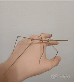 Insetto stecco-ramulus artemis