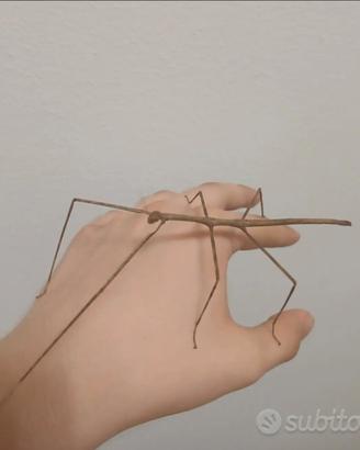 Insetto stecco-ramulus artemis