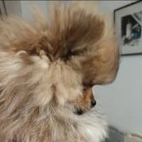 Spitz di Pomerania