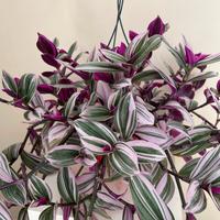 Tradescantia nanouk 