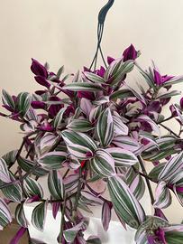 Tradescantia nanouk 