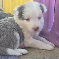 Border collie lilac e blu