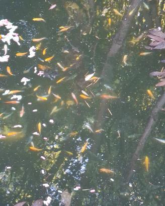 Carpe koi