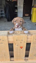 Cucciolo pitbull ukc