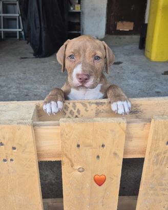 Cucciolo pitbull ukc